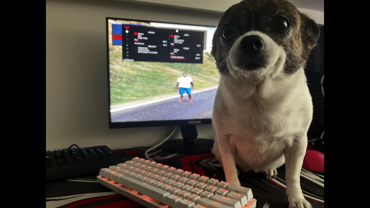 Pov: última vez a girar no kuma