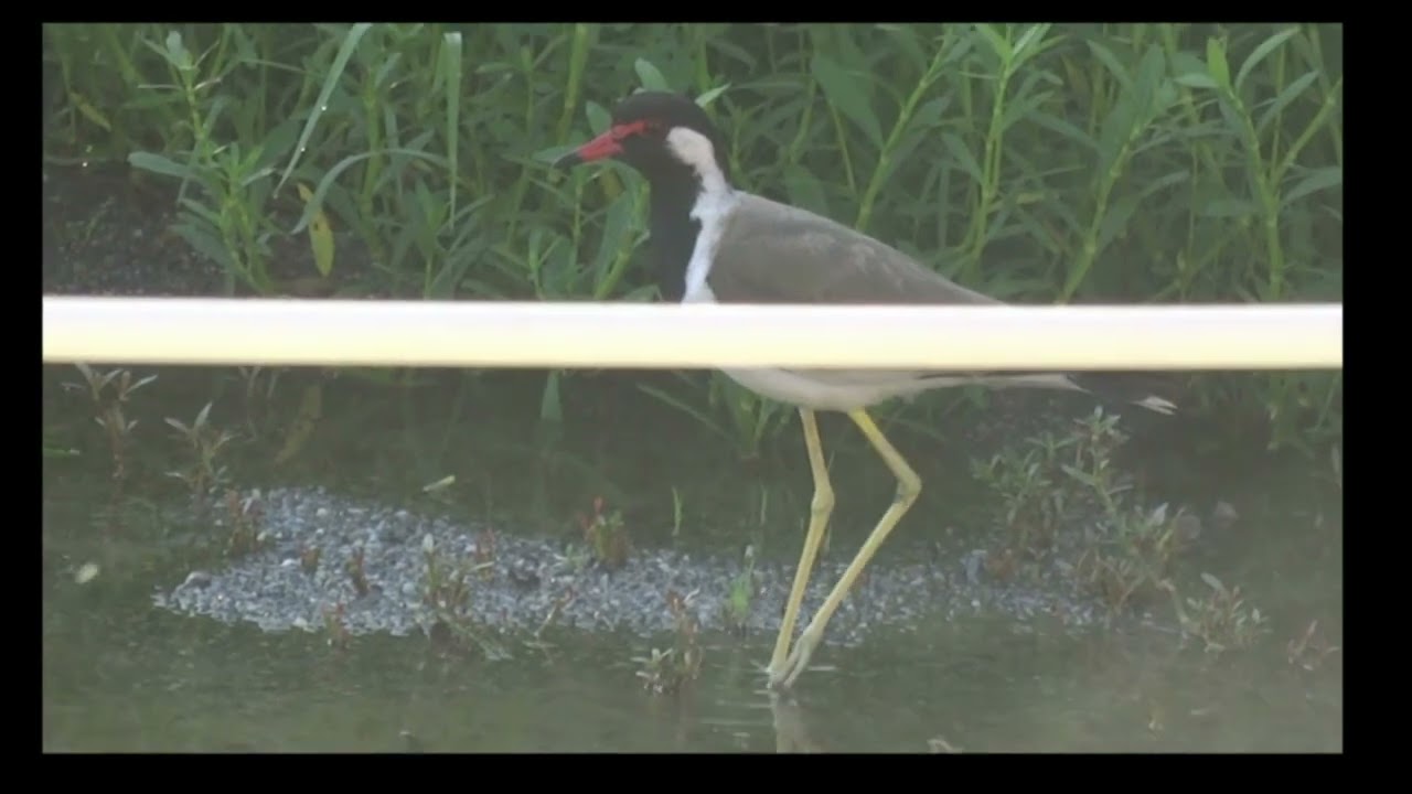 Lapwing and their chick