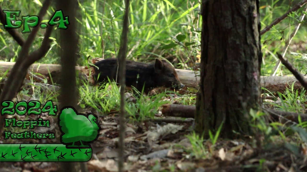 Find High Ground In The Swamps To Locate Hogs | Traditional Archery