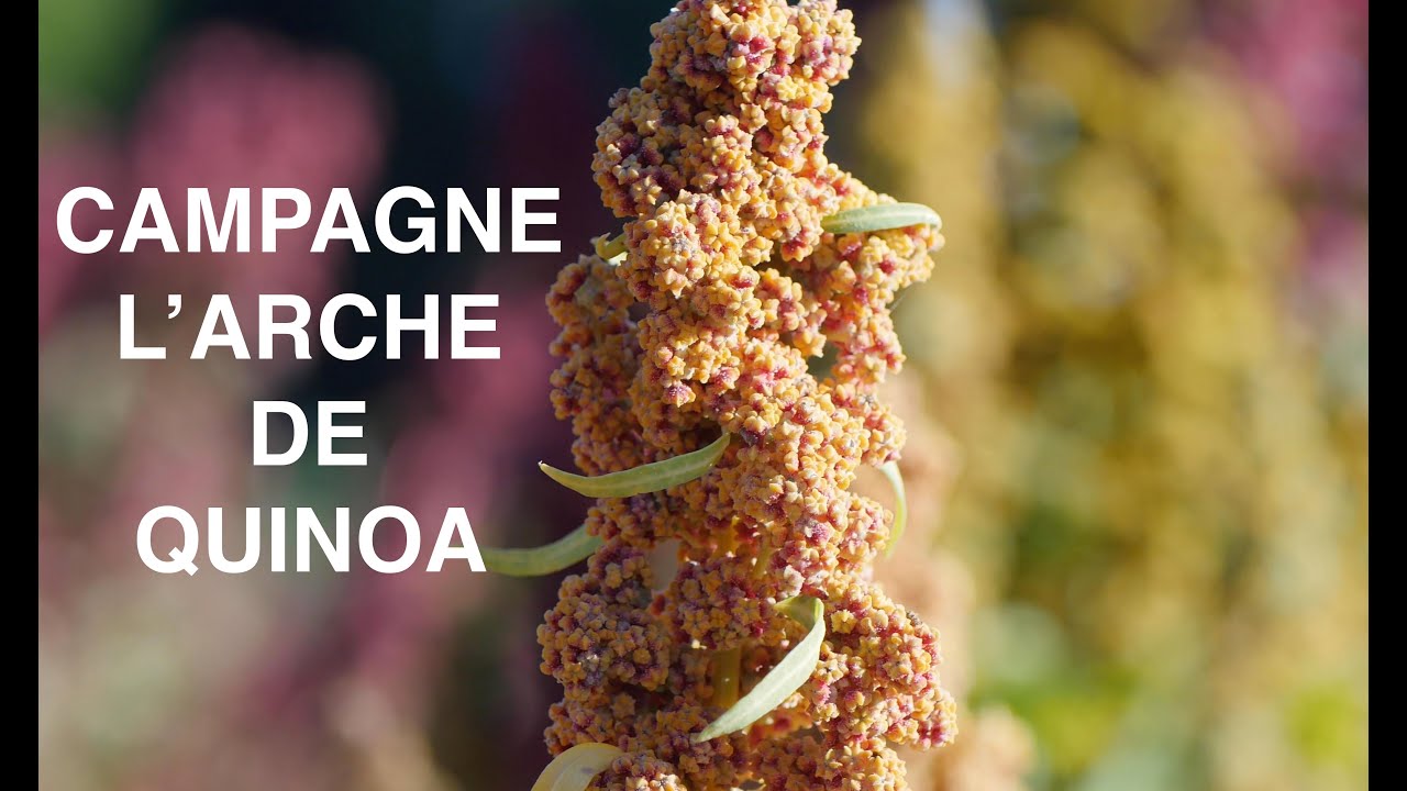 Campagne 