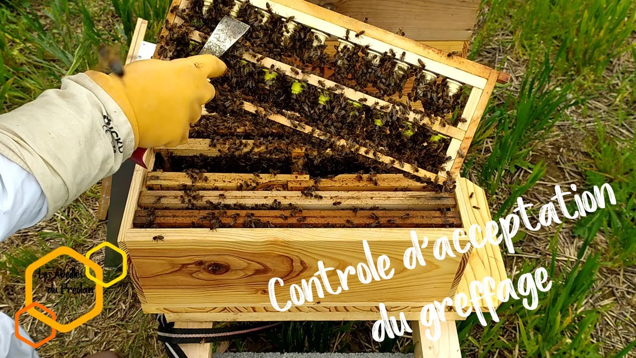Controle d'acceptation du greffage ou picking (Apiculture)