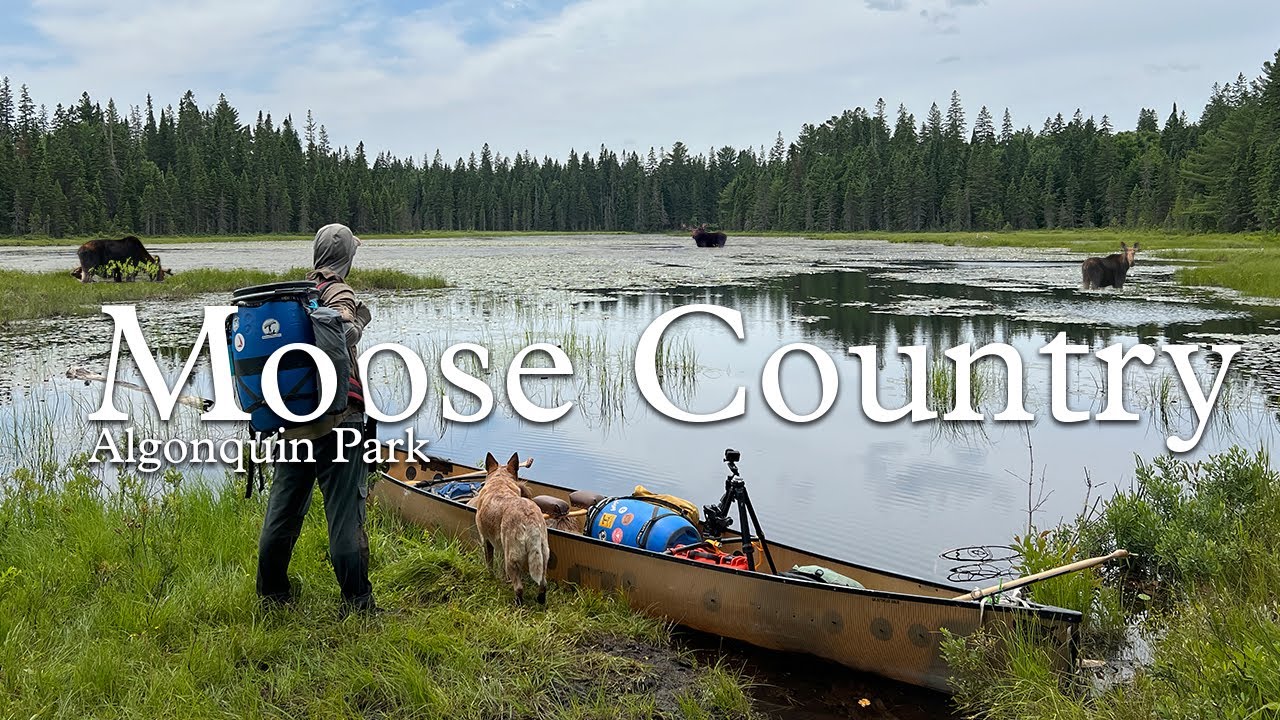 Moose Country - An Algonquin Park Canoe Story