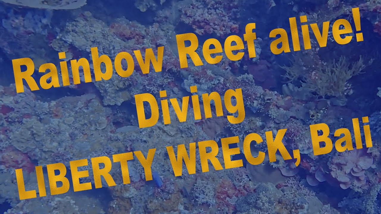 Stunning Shallows of USAT Liberty wreck (Raw & Natural) Bali | Talk to the Fish