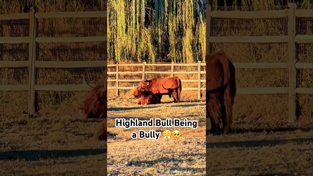 Highland Bull Picks on Momma Highland 😤🥺