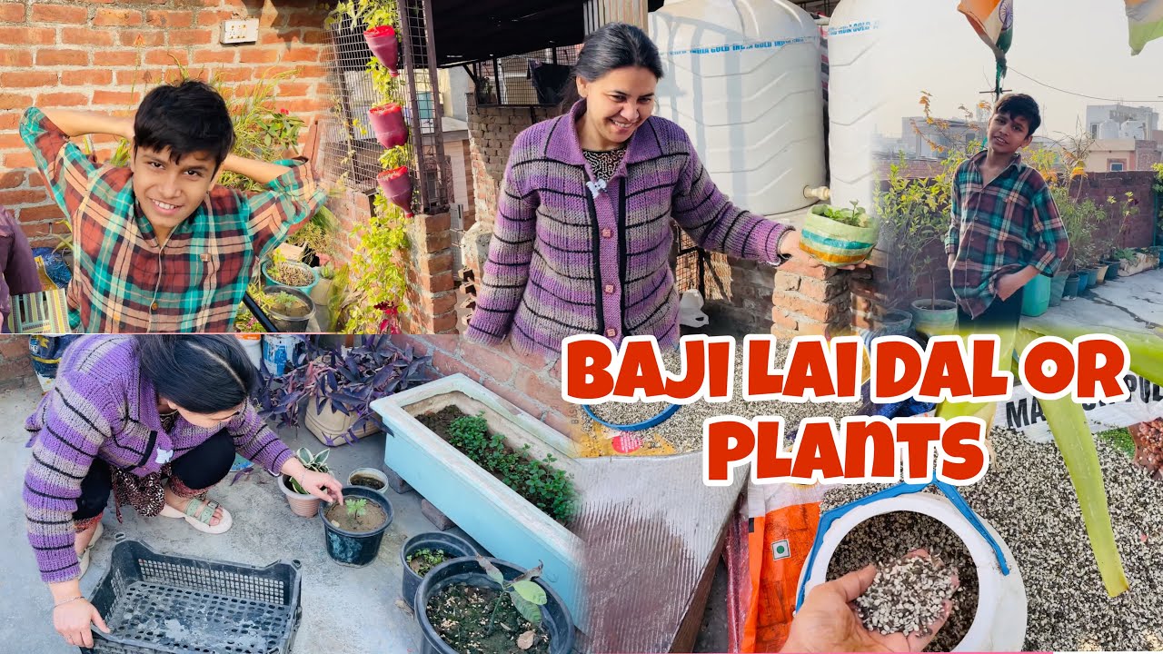 Baji Lai Dal or Plants 🪴 
