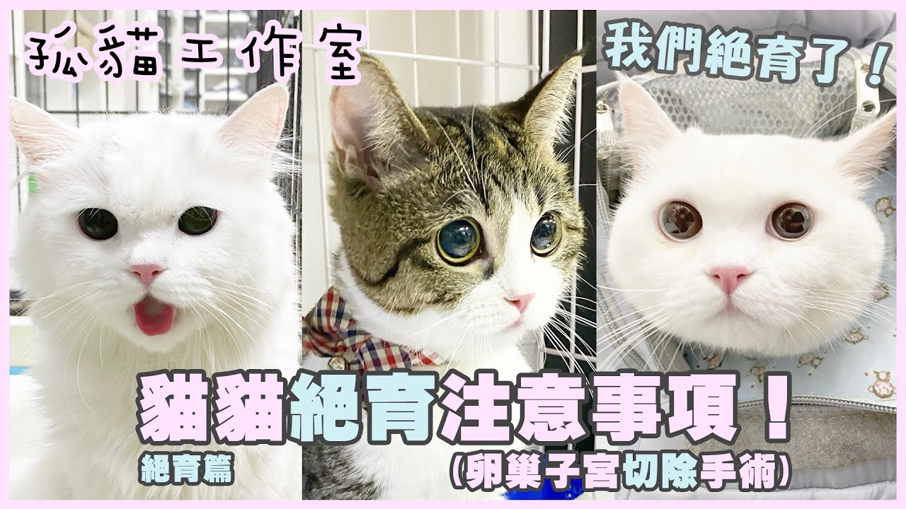 【孤貓工作室】絕育篇之貓貓絕育注意事項(卵巢子宮切除手術)