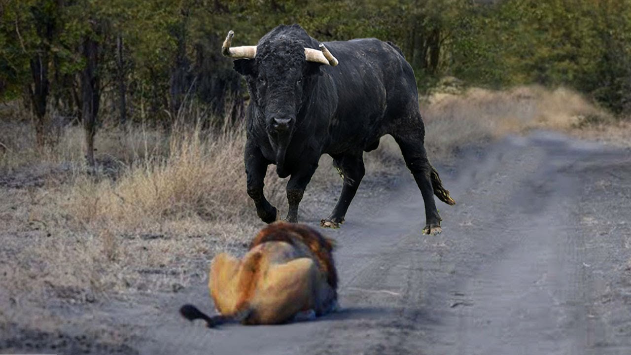 TOP 8 !! Pertarungan MUSUH BEBUYUTAN Singa VS Banteng/Kerbau Afrika