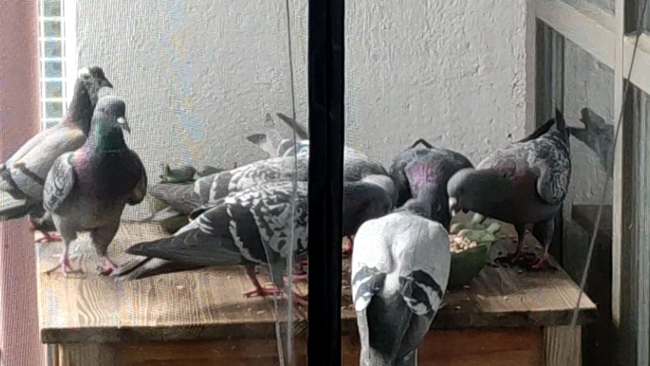 Die Täubchen Gang kommen zum Mittag Essen am 24.02.2026 - Sie Schauen wieder mal Vorbei🕊️🕊️🕊️🕊️🕊️🕊️