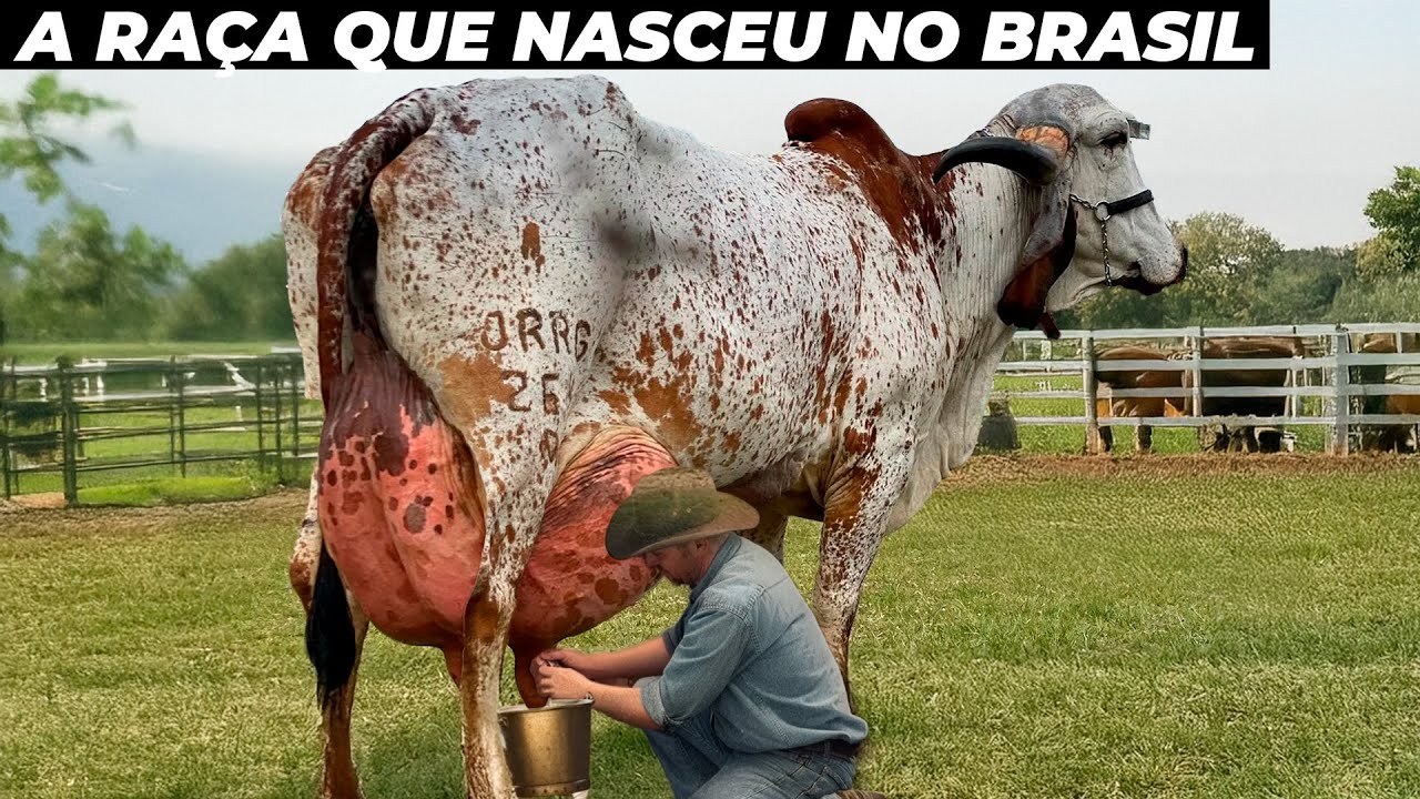 COMO SURGIU A RAÇA QUE MAIS PRODUZ LEITE NO BRASIL?