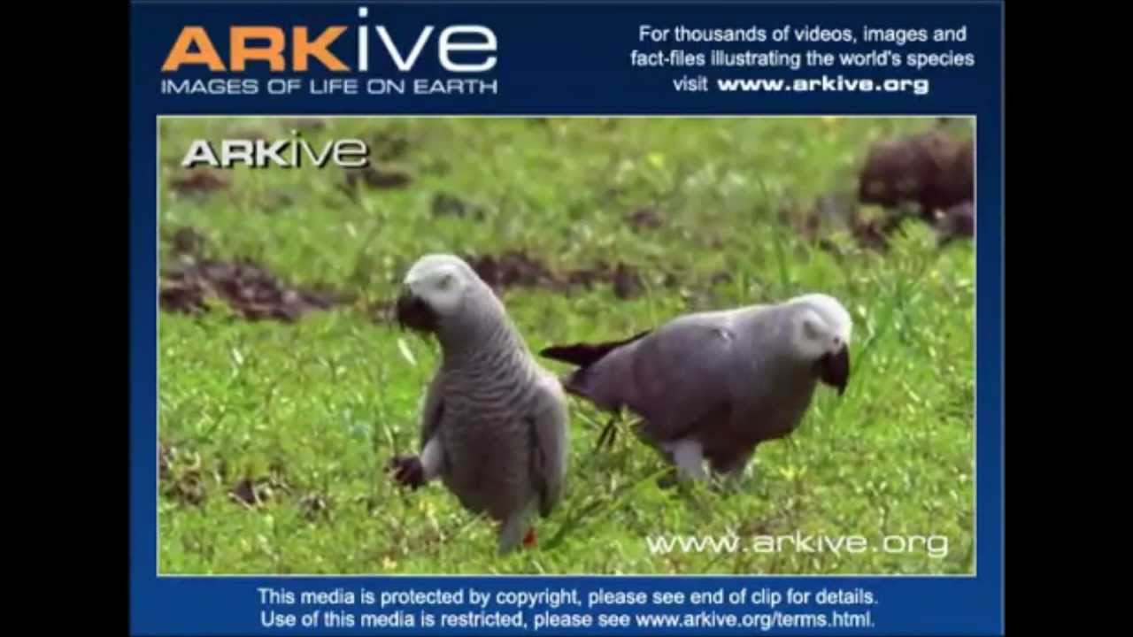 YACOS EN SU HABITAT.