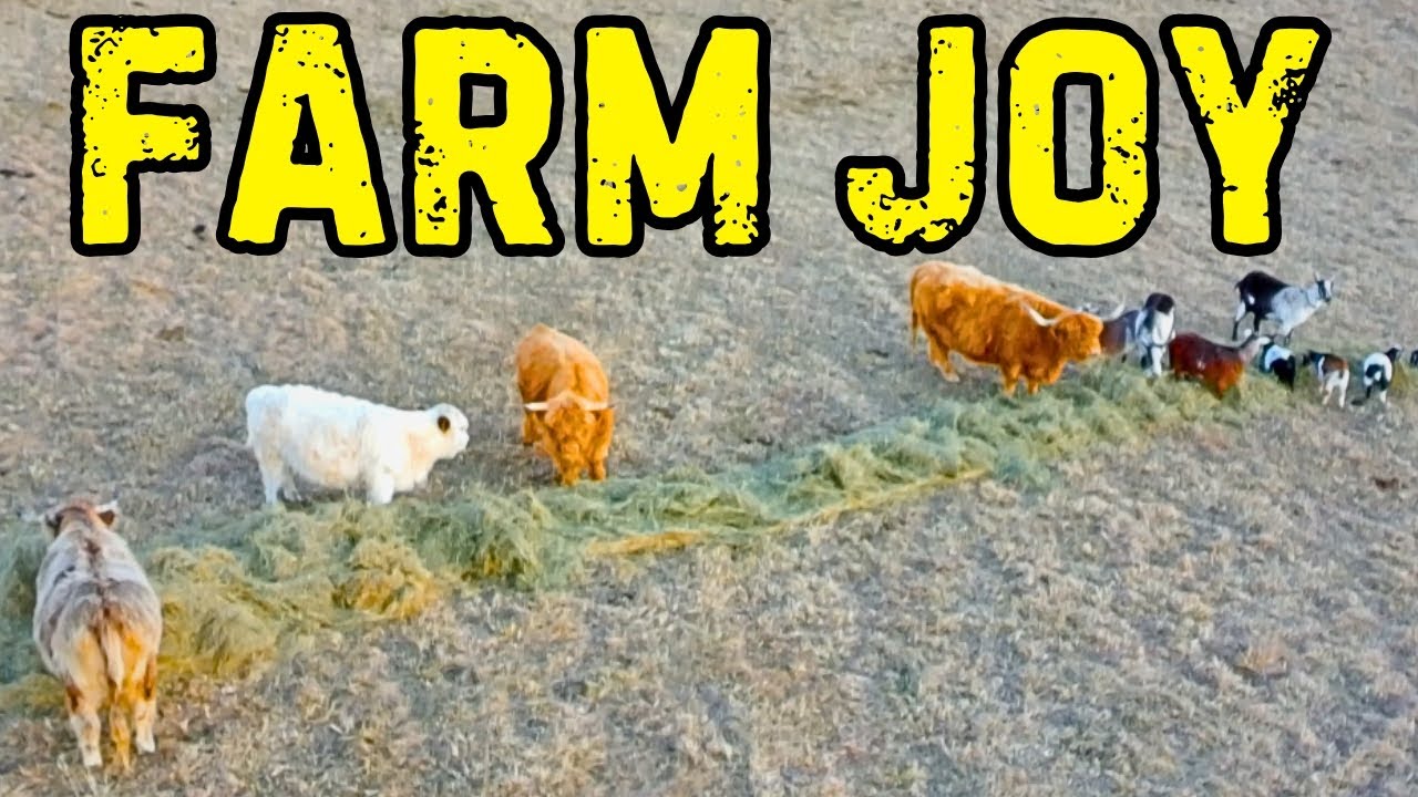 The Cows and Goats Reaction to a Fresh Bale of Hay
