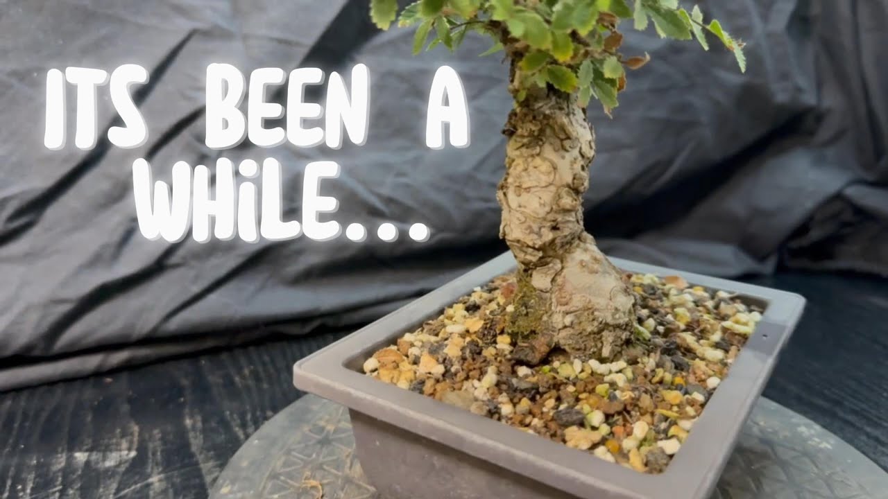 Cork Bark Elm Debut...