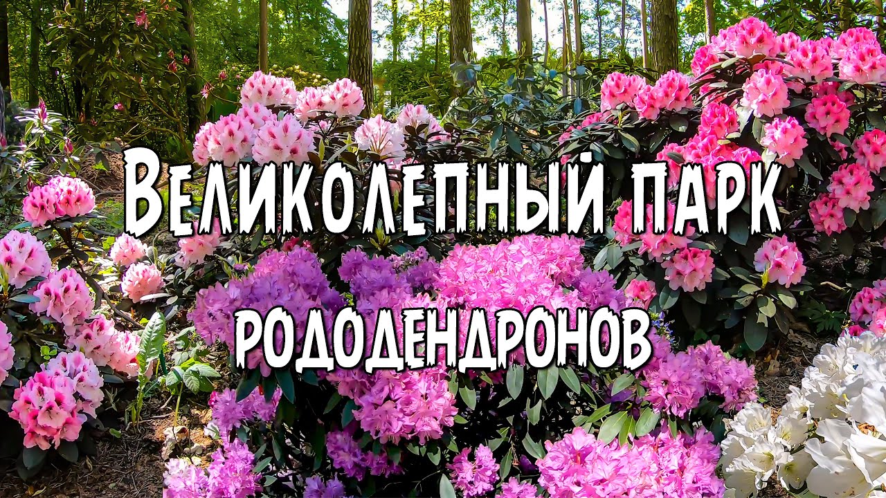 Великолепный парк рододендронов UHD 4K
