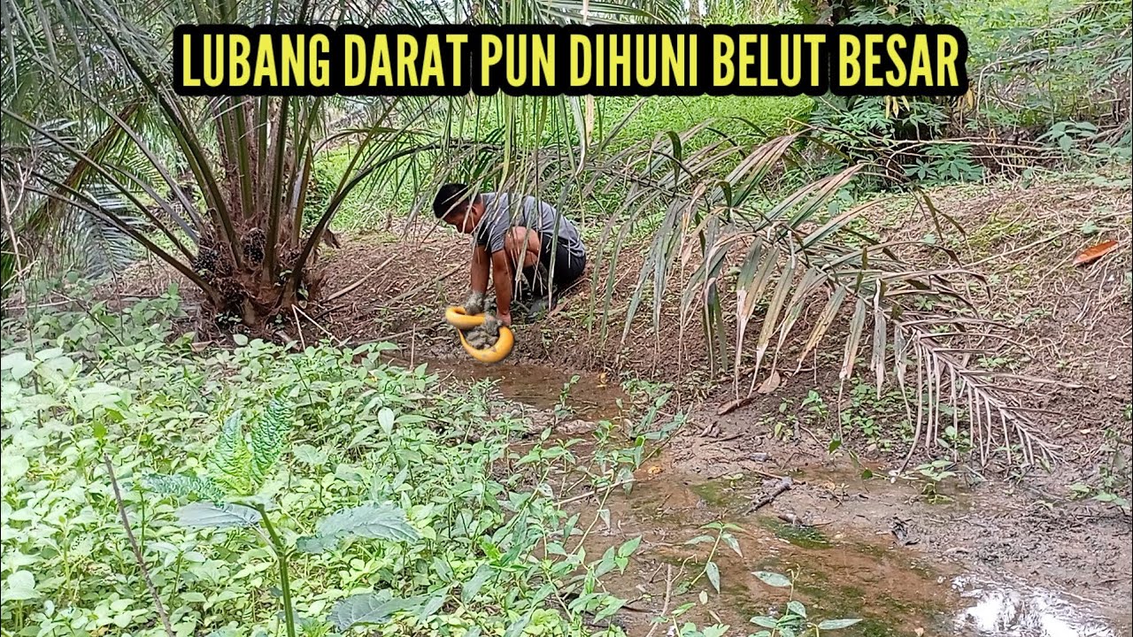 MUDAHNYA MANCING BELUT, LUBANG DARATPUN DIHUNI BELUT BESAR