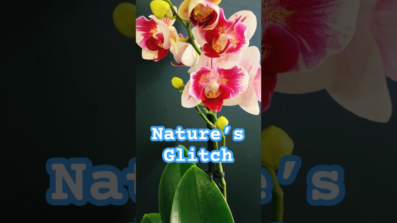 A Stunning Phalaenopsis Peloric Orchid Addition.