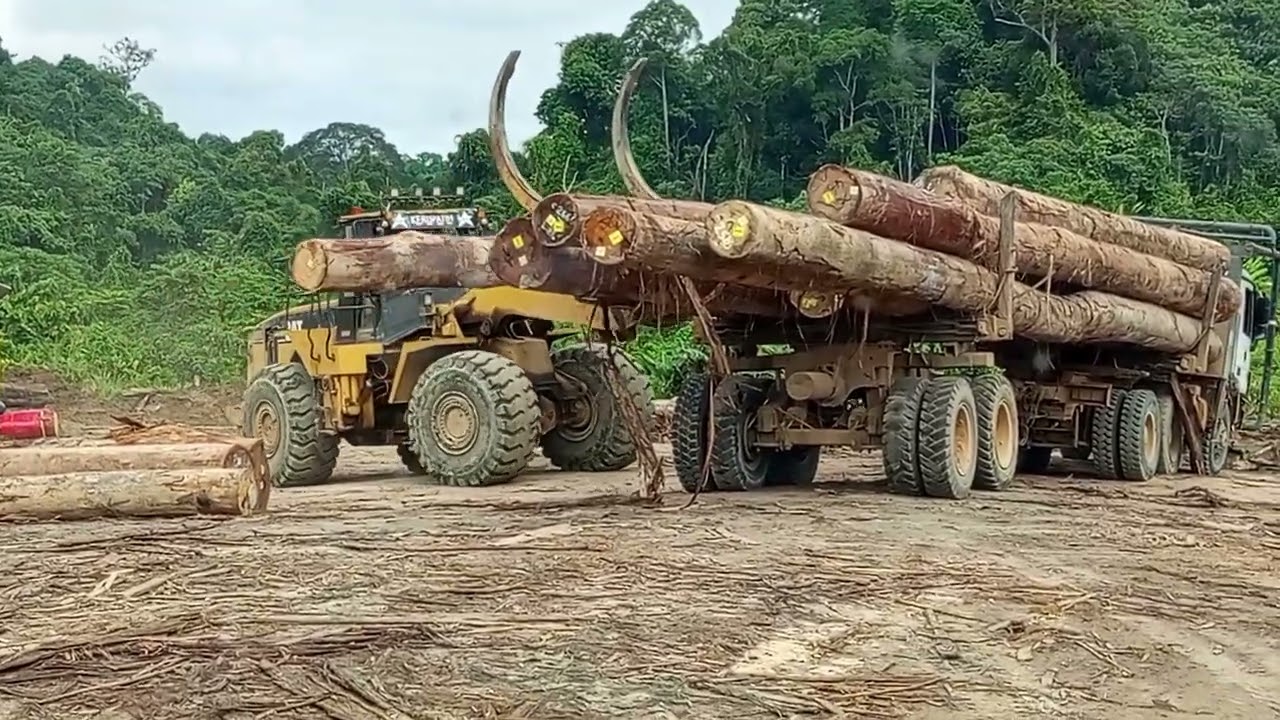 Berau kaltim habiskan kayu 