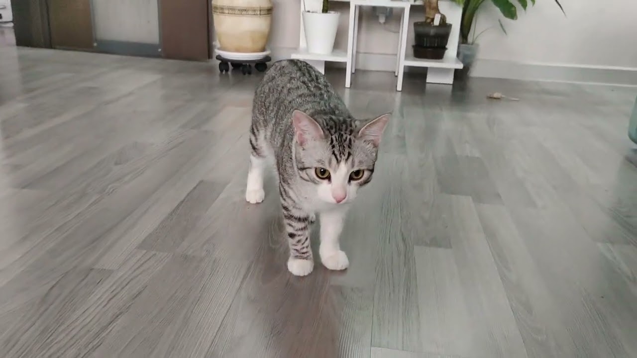 Кот и домашние растения.