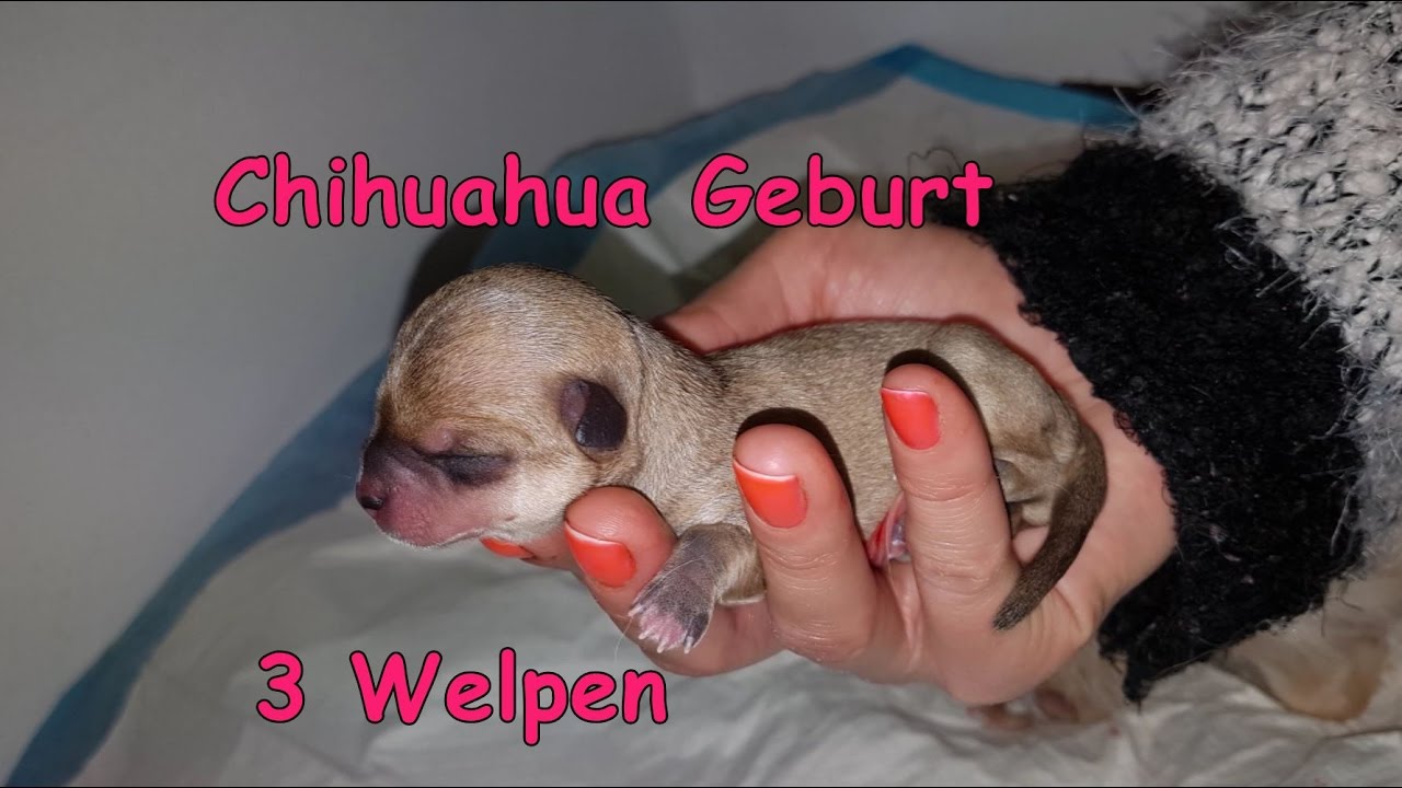 Natürliche Hundegeburt * Wurf von 3 Chihuahua Welpen [vLog]