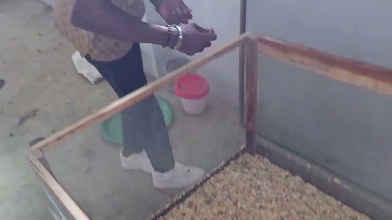 🥚 DE LA CAGE À L'ALVÉOLE : La précision dans la collecte des œufs ! ✨