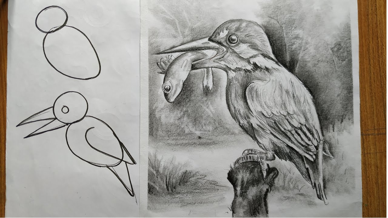 how to draw kingfisher bird with pencil sketch for beginners step by step,easy bird,