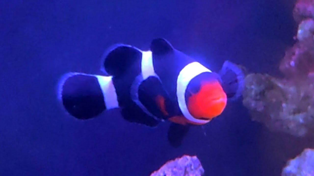 Conseguimos NOVIO a NEMO (PEZ PAYASO)