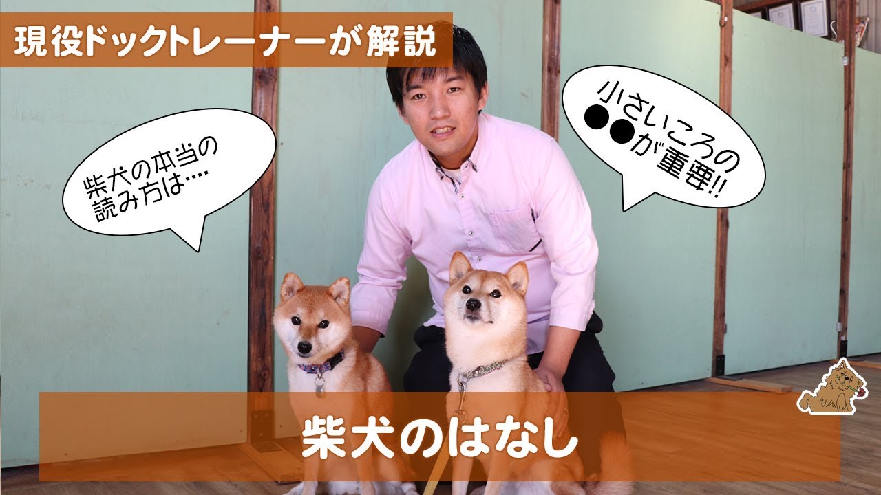 日本犬の柴犬ってどんな犬？飼い方？特徴は？　現役ドックトレーナーの犬種紹介（Shiba Inu）