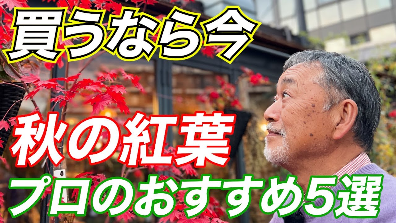 【目からウロコ!】今すぐ植えたい!! 秋にオススメする紅葉が綺麗な植木5選！【植栽】【庭】【外構】