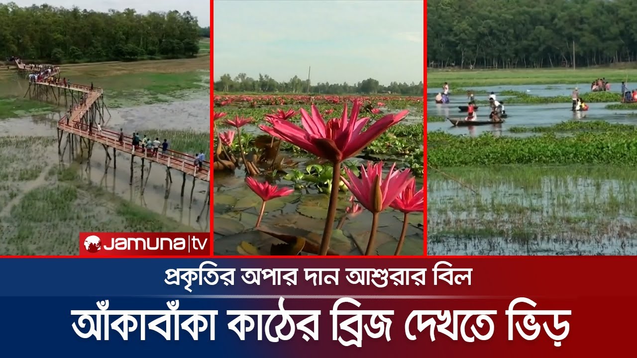 শালবনের কোলঘেঁষা আশুরার বিলের সৌন্দর্য বাড়িয়েছে জেড ব্রিজ | Nababganj | Dinajpur