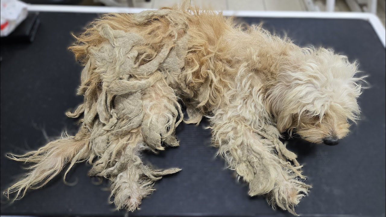 This Severely Matted Dog Was Groomed for the First Time in Its Life