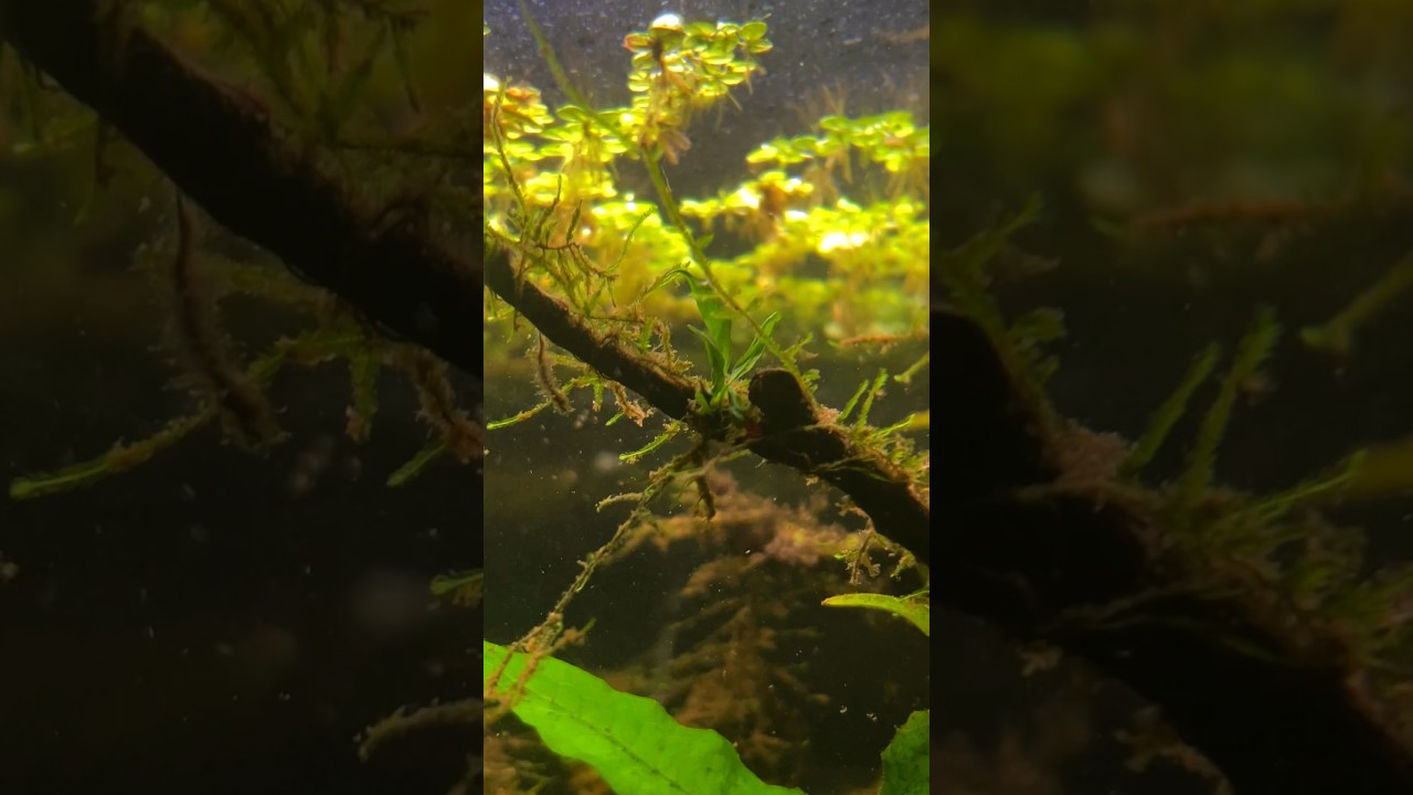 The stages of a Java fern #aquarium #plantedtank