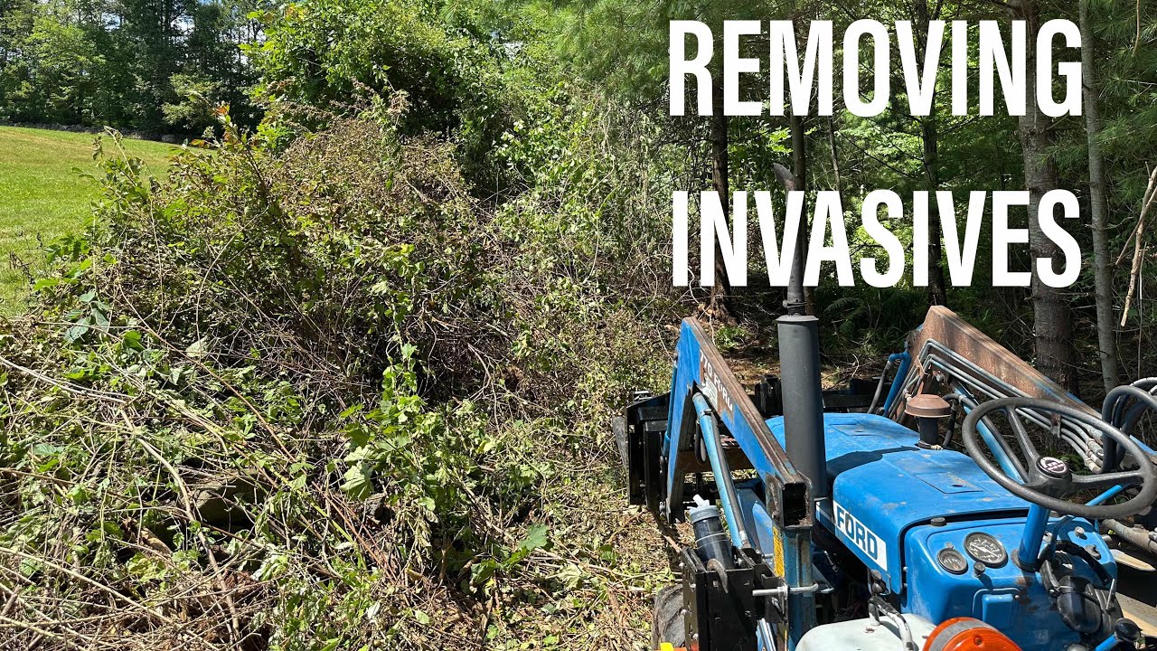 No Mulcher, No Grapple, No Problem! Clearing Invasives & Brush with “Typical” Homestead Equipment