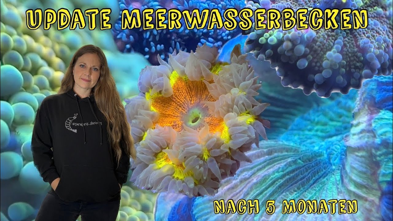 Update Meerwasserbecken nach 5 Monaten I neue Tiere I neue ICP- Analyse
