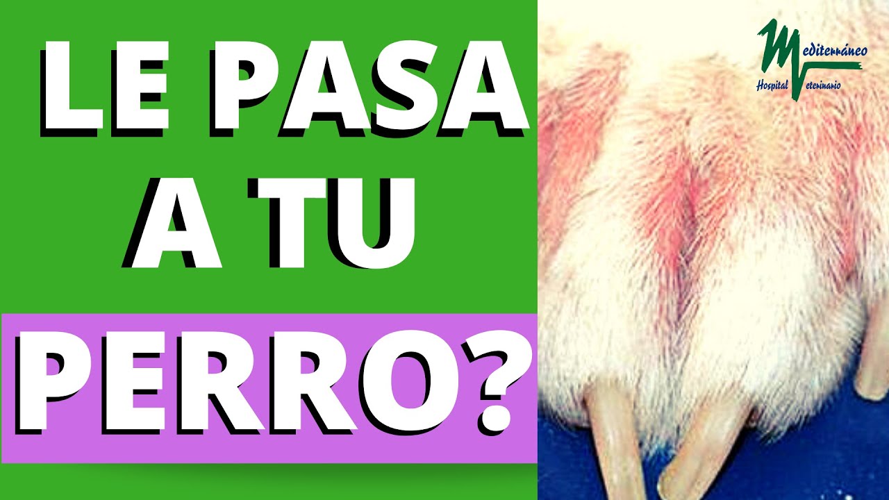 MI PERRO SE LAME MUCHO LAS PATAS DELANTERAS Y LAS TIENE ROJAS. PODODERMATITIS EN PERROS