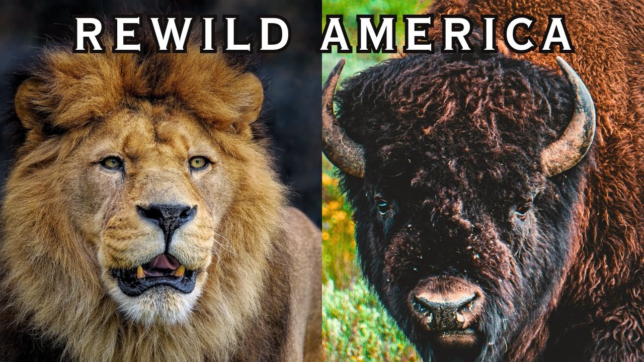 REWILDING AMERICA: Restoring the American Serengeti