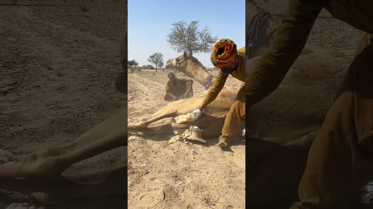 Camel Starts to Stumble! 😳 Owner Rushes to Help in Desert Heat 🐪🔥 #shorts