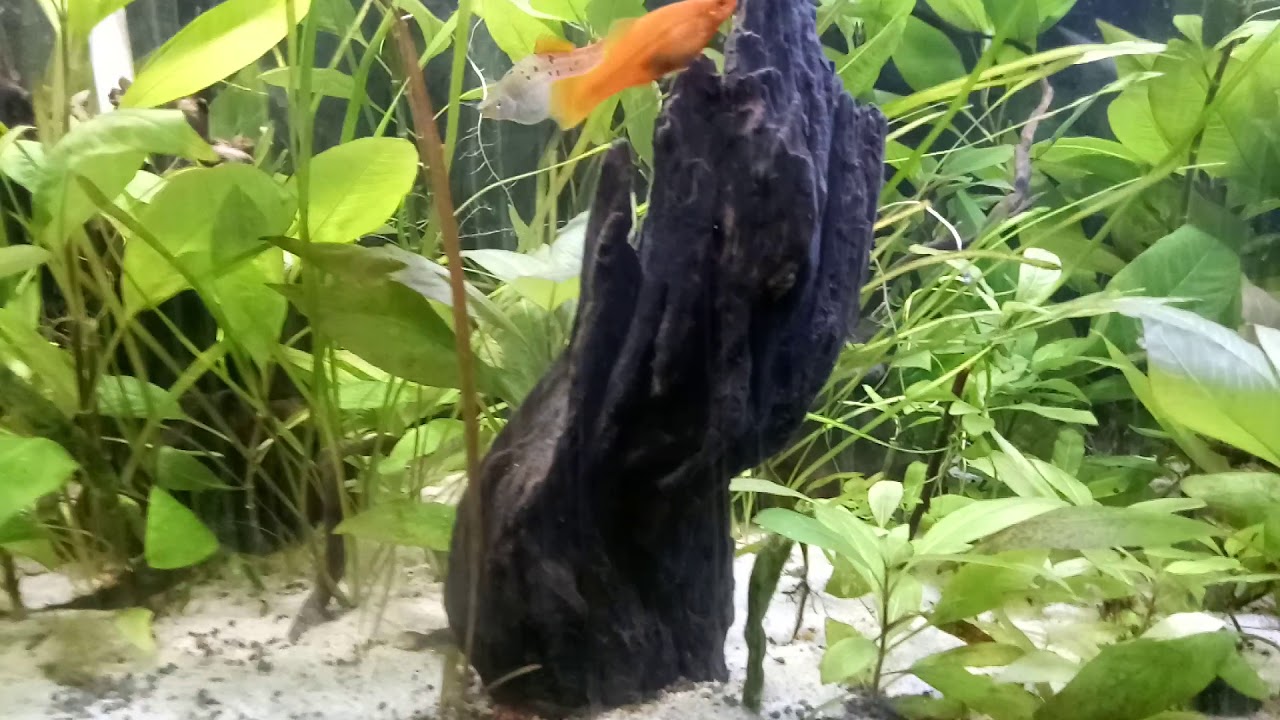 aquarium communautaire 600 litres