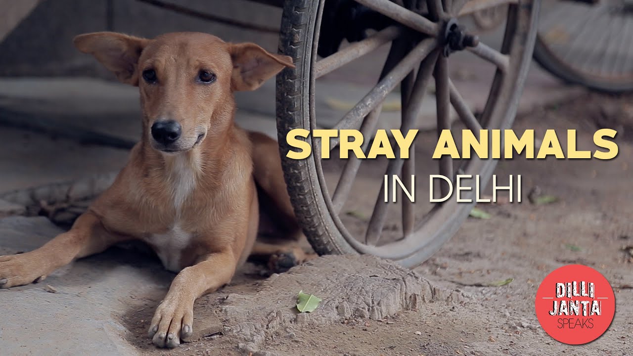 Dilli Janta Speaks: Are stray animals a problem in Delhi ?