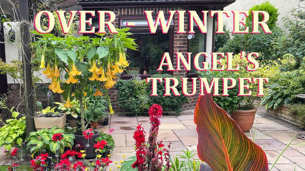 How to Over-Winter Brugmansia - Angel's Trumpet