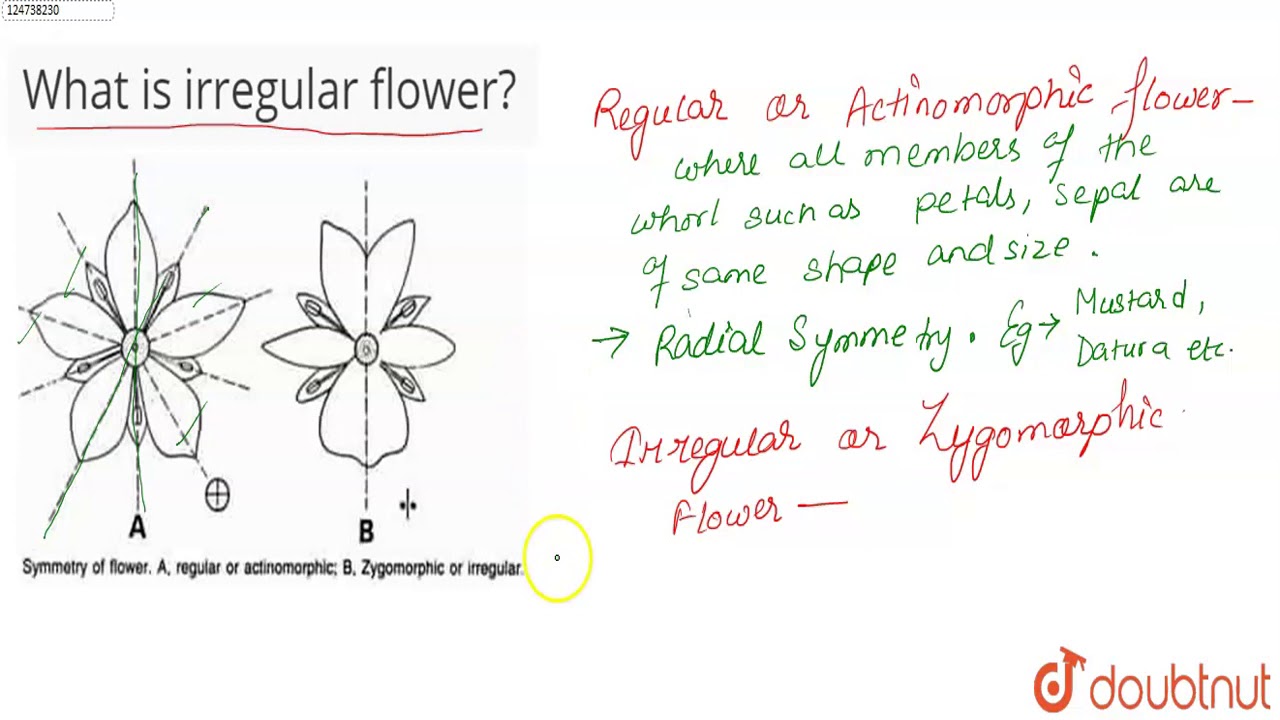 What is irregular flower?
