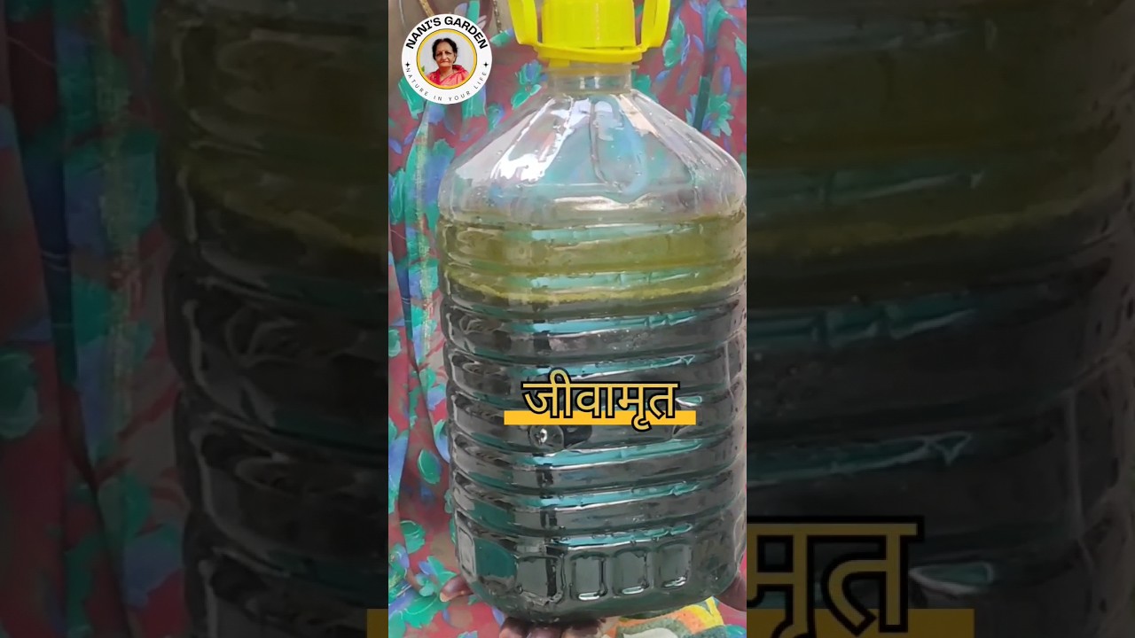 Easy way to make Jeevamrit in one minute. Method of making Jeevamrit #jeevamrut #liquidfertilizer