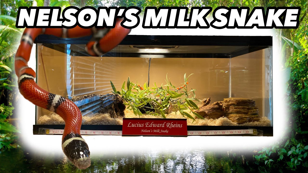 My Nelson's Milk Snake NEW Tank and Setup!