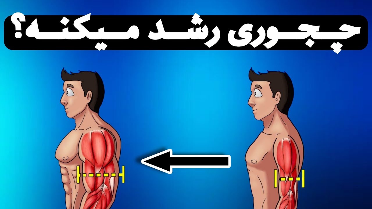 چه عاملی باعث رشد عضلات میشه؟|عضله سازی علمی