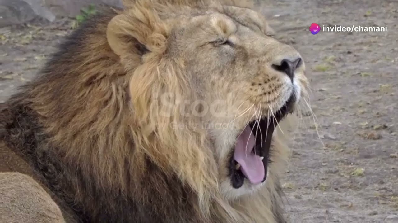 The Mystery of the Extinct Sri Lankan Lion - Sri Lankan Extinct Wildlife