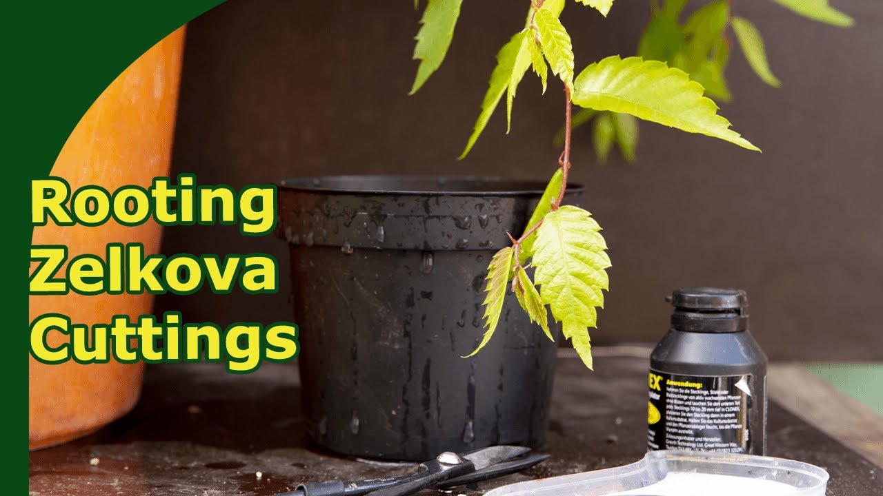 Successfully rooting Zelkova (Japanese Grey Elm) cuttings