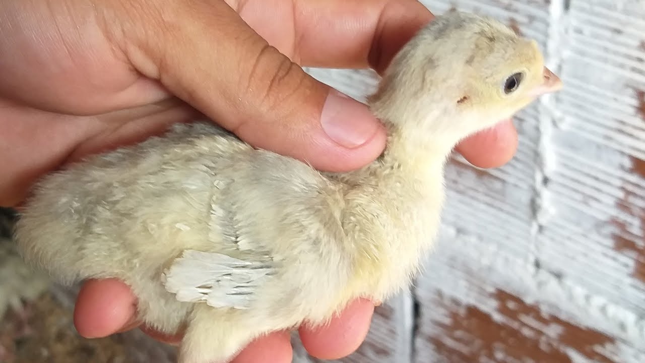 Criando Peruzinhos nos Primeiros Dias de Vida, Cliente Satisfeito Com os Ovos de Perua.