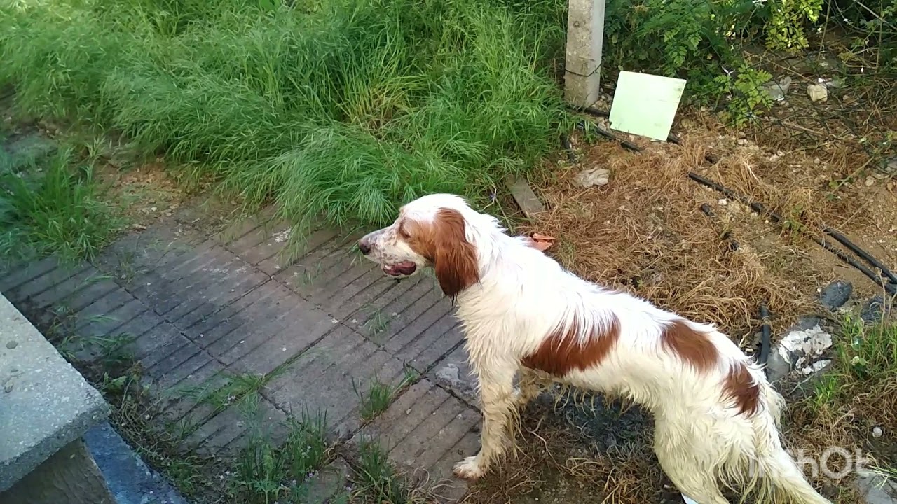 Kedimiz Fıstık, Komşumuzun Köpeği Atom`a meydan okudu I @bastonludede2305 I
