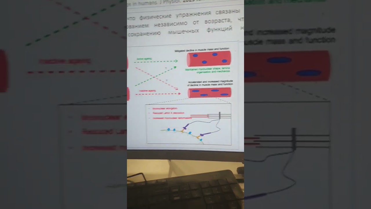 ВЛИЯЕТ ЛИ ВОЗРАСТ НА МЫШЦЫ?