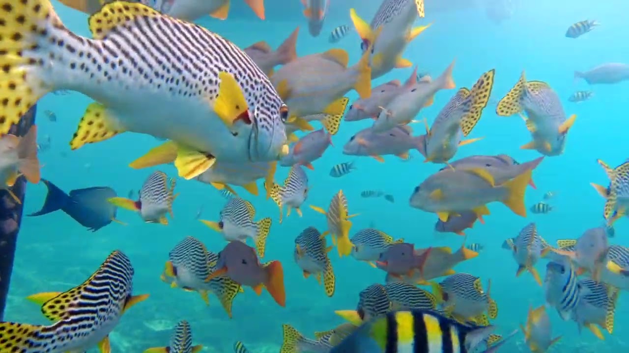 2026/2 Sorong Raja Ampat Triton Bay