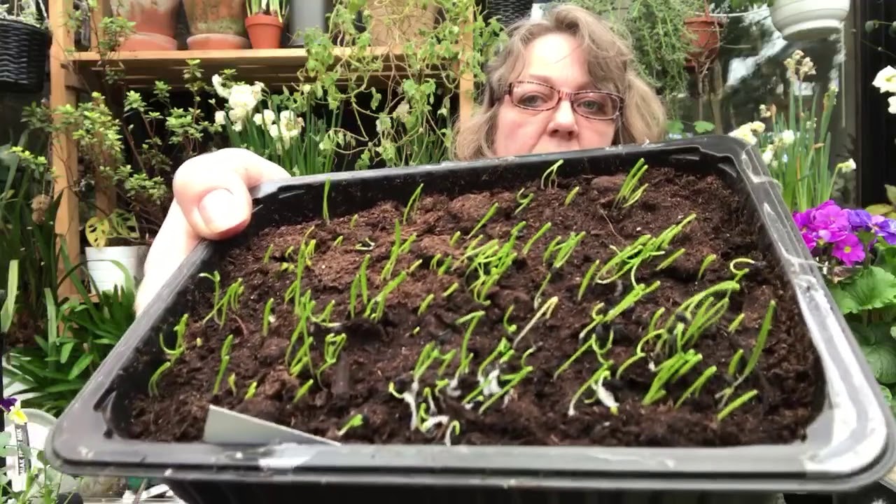 Porre -  Allium porrum hvordan jeg sår dem fra frø.