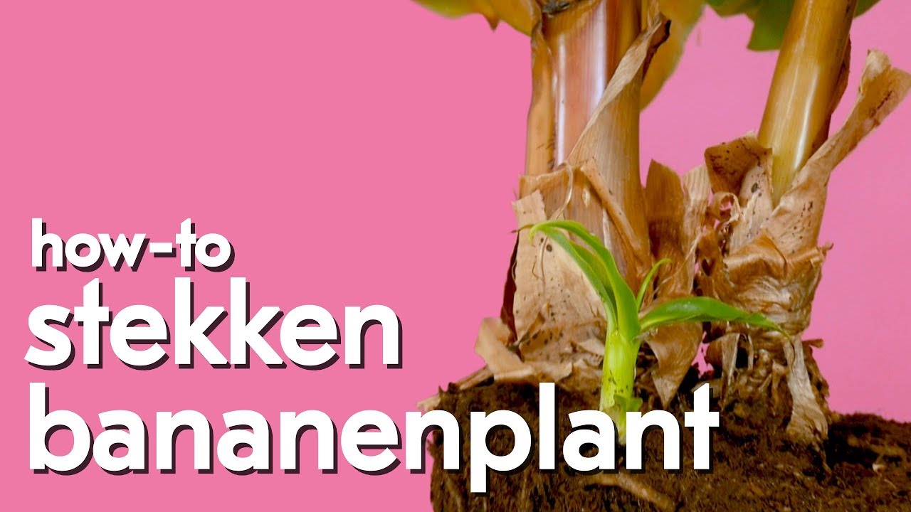Hoe kan je de bananenplant stekken?